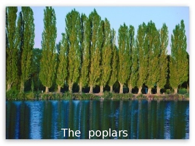 The poplars 