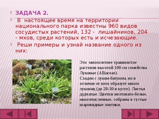 ЗАДАЧА 2.  В настоящее время на территории национального парка известны 960 видов сосудистых растений, 132 - лишайников, 204 - мхов, среди которых есть и исчезающие.  Реши примеры и узнай название одного из них:  Это многолетнее травянистое растение высотой 100 см семейства Луковые (Alliaceae). Сходен с луком-батуном, но в отличие от него образует много луковиц (до 20-30 в кусте). Листья дудчатые. Цветки желтовато-белые, многочисленные, собраны в густые шаровидные зонтики. 