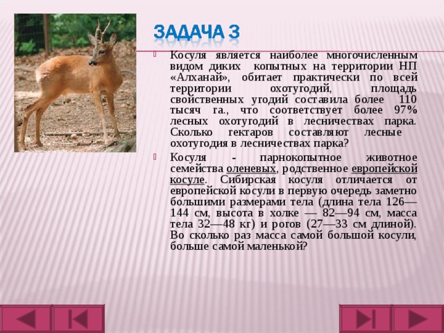 Косуля является наиболее многочисленным видом диких копытных на территории НП «Алханай», обитает практически по всей территории охотугодий, площадь свойственных угодий составила более 110 тысяч га., что соответствует более 97% лесных охотугодий в лесничествах парка. Сколько гектаров составляют лесные охотугодия в лесничествах парка? Косуля - парнокопытное животное семейства  оленевых , родственное  европейской косуле . Сибирская косуля отличается от европейской косули в первую очередь заметно большими размерами тела (длина тела 126—144 см, высота в холке — 82—94 см, масса тела 32—48 кг) и рогов (27—33 см длиной). Во сколько раз масса самой большой косули, больше самой маленькой?  