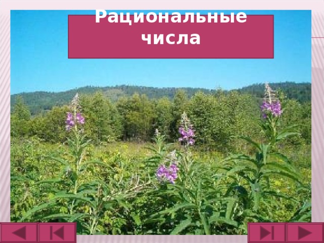 Рациональные числа  