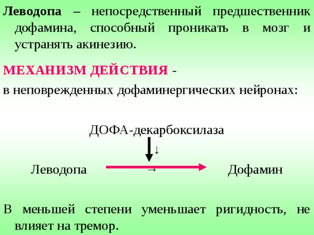 Хвостатое ядро + Скорлупа = Неостриатум Черное ядро 