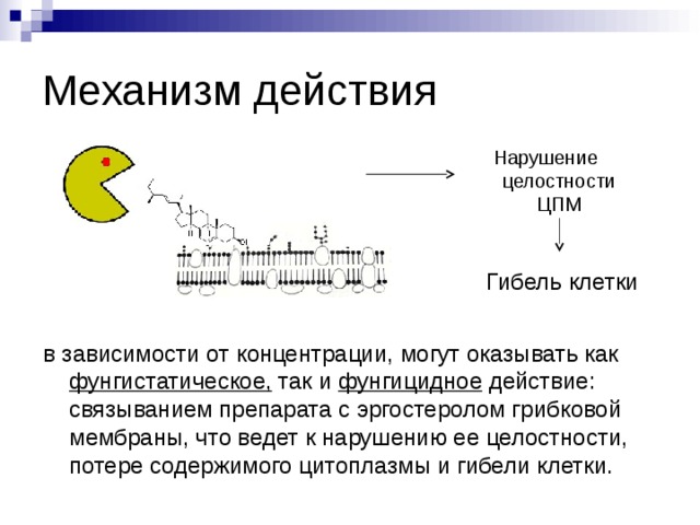 Механизм действия Нарушение целостности ЦПМ Гибель клетки в зависимости от концентрации, могут оказывать как фунгистатическое, так и фунгицидное действие: связыванием препарата с эргостеролом грибковой мембраны, что ведет к нарушению ее целостности, потере содержимого цитоплазмы и гибели клетки. 