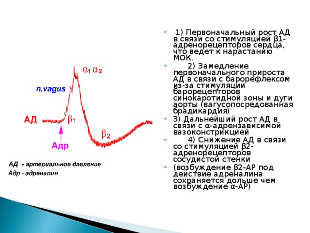  1) Первоначальный рост АД в связи со стимуляцией β 1-адренорецепторов сердца, что ведет к нарастанию МОК.  2) Замедление первоначального прироста АД в связи с барорефлексом из-за стимуляции барорецепторов синокаротидной зоны и дуги аорты (вагусопосредованная брадикардия) 3) Дальнейший рост АД в связи с α -адрензависимой вазоконстрикцией  4) Снижение АД в связи со стимуляцией β 2-адренорецепторов сосудистой стенки (возбуждение β 2-АР под действие адреналина сохраняется дольше чем возбуждение α -АР) 