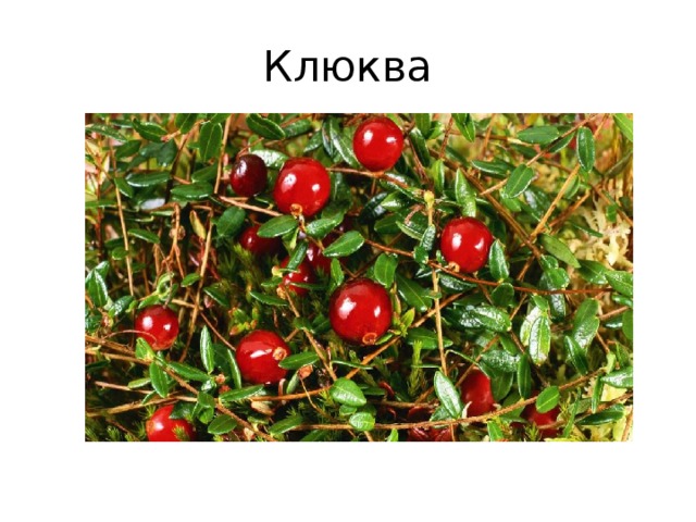 Клюква 