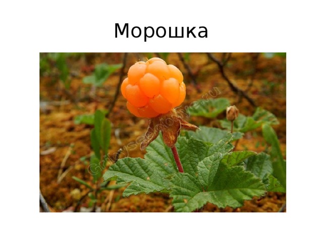 Морошка 