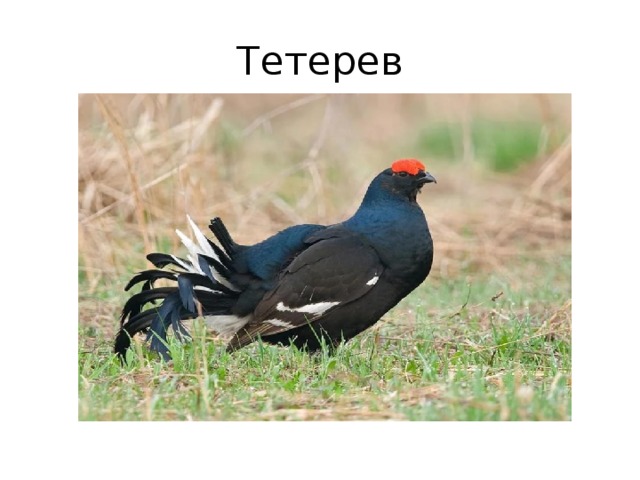 Тетерев 