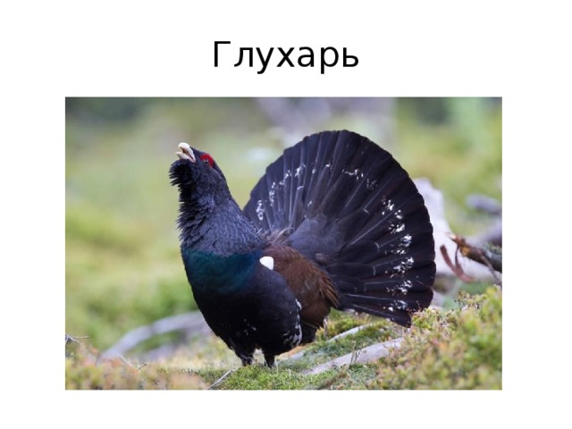 Глухарь 