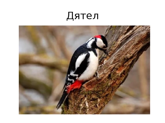 Дятел 