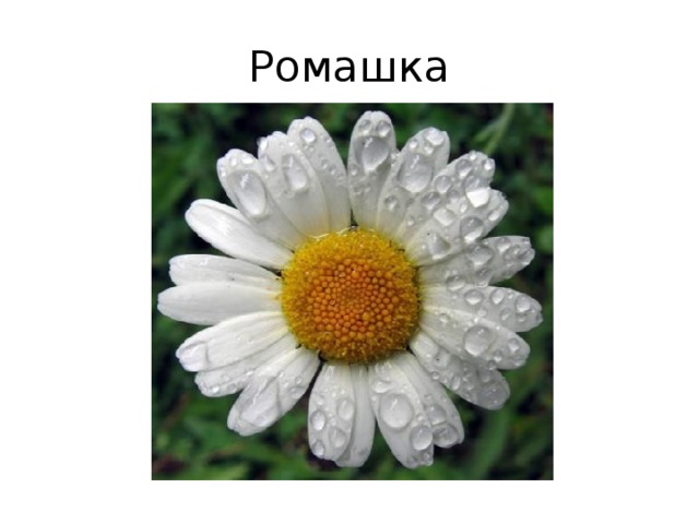 Ромашка 