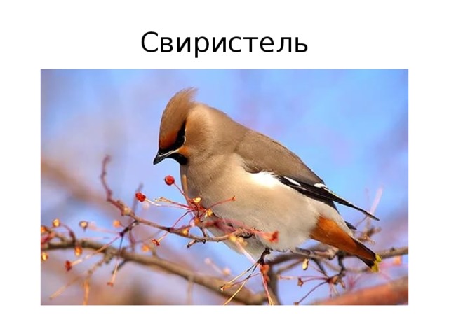 Свиристель 