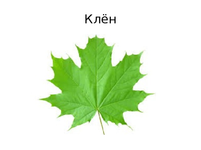 Клён 