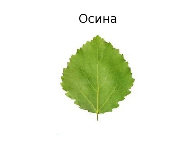 Осина 