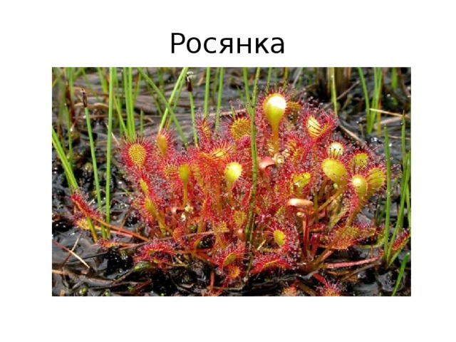 Росянка 