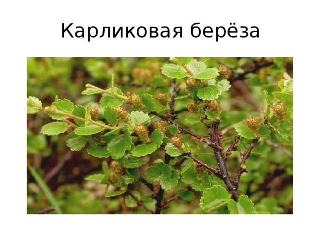 Карликовая берёза 