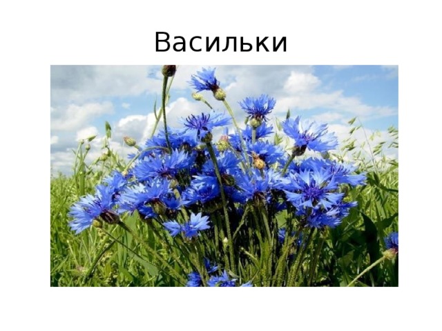 Васильки 