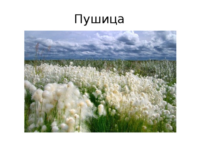 Пушица 