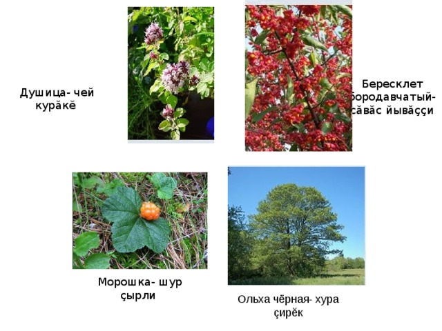 Бересклет бородавчатый-  сăвăс йывăççи Душица- чей курăк ĕ  Морошка- шур çырли Ольха чёрная- хура çирĕк 