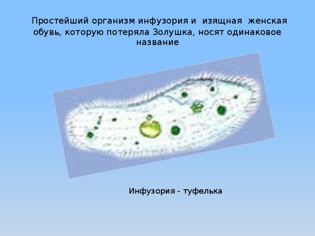 Простейший организм что это. Строение инфузории туфельки. Инфузория туфелька дыхание. Инфузория передвигается с помощью. Микронуклеус инфузории туфельки.