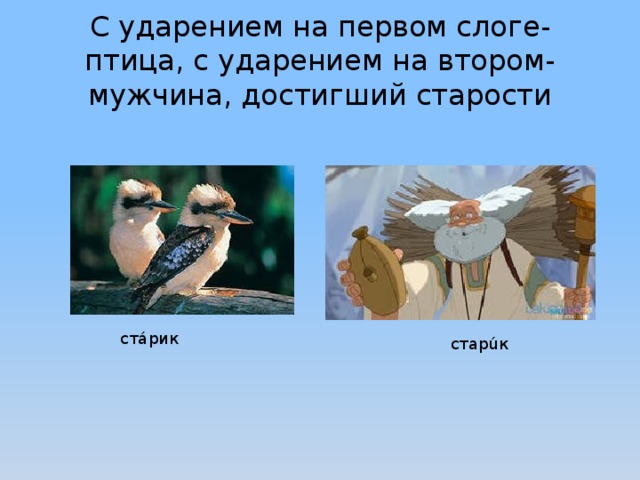 Птицы ударение. Птица сукаленьх ударение. Сукалень ударение. Птицы старички ударение.