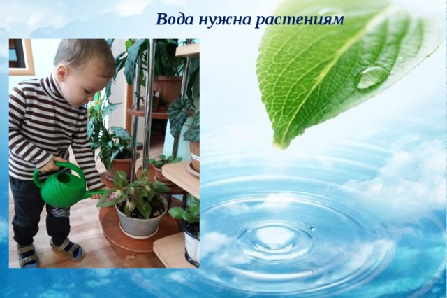Нужна ли растению вода. Эксперименты с растениями. Вода и растения. Опыты с водой и растениями. Растения пьют воду.