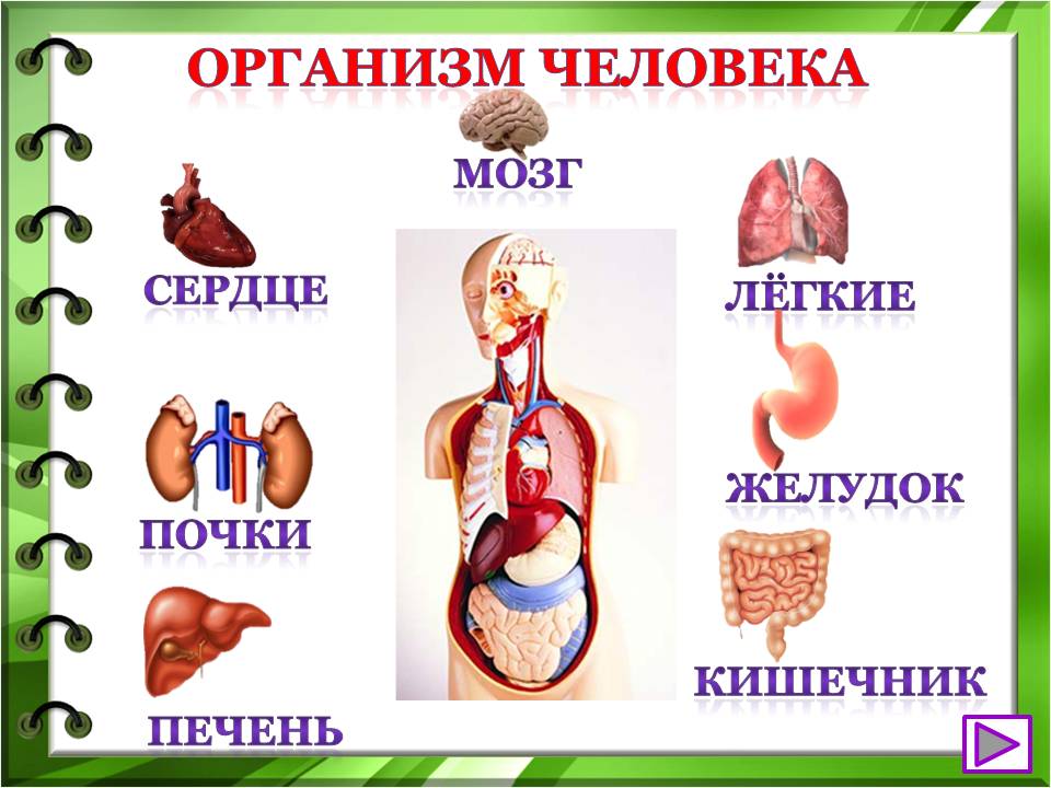 Организм человека презентация 1 класс