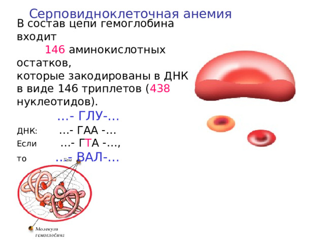 Серповидноклеточная анемия  В состав цепи гемоглобина входит 146 аминокислотных остатков, которые закодированы в ДНК в виде 146 триплетов ( 438 нуклеотидов).  … - ГЛУ-… ДНК: …- ГАА -… Если …- Г Т А -…, то …- ВАЛ-…  