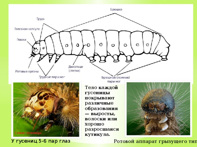 Схема гусеницы насекомого