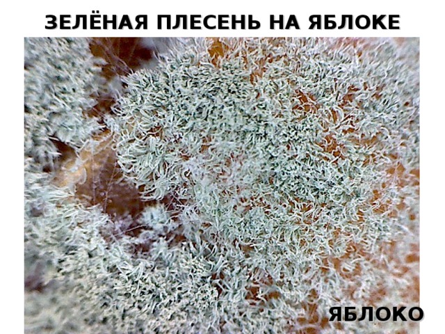 Презентация плесень по биологии 11 класс - 86 фото