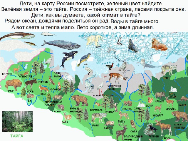 Карта обитания медведей в ленинградской области