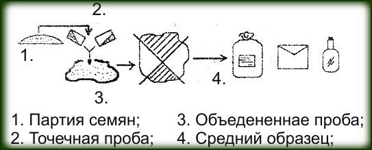 Отбор среднего образца картофеля