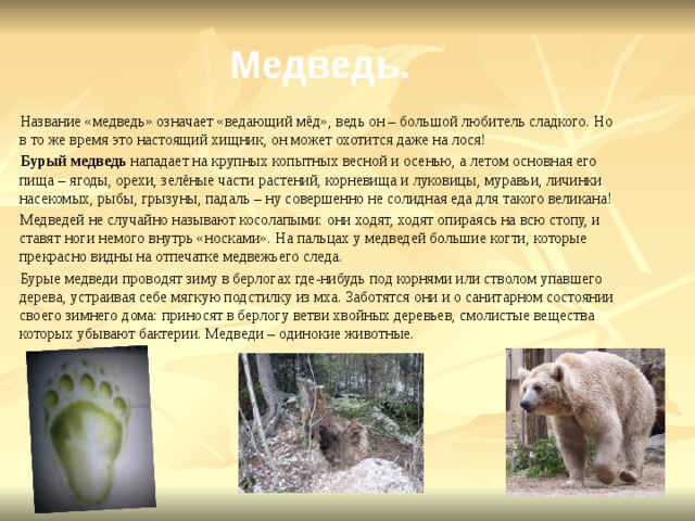 Медведь.  Название «медведь» означает «ведающий мёд», ведь он – большой любитель сладкого. Но в то же время это настоящий хищник, он может охотится даже на лося!  Бурый медведь нападает на крупных копытных весной и осенью, а летом основная его пища – ягоды, орехи, зелёные части растений, корневища и луковицы, муравьи, личинки насекомых, рыбы, грызуны, падаль – ну совершенно не солидная еда для такого великана!  Медведей не случайно называют косолапыми: они ходят, ходят опираясь на всю стопу, и ставят ноги немого внутрь «носками». На пальцах у медведей большие когти, которые прекрасно видны на отпечатке медвежьего следа.  Бурые медведи проводят зиму в берлогах где-нибудь под корнями или стволом упавшего дерева, устраивая себе мягкую подстилку из мха. Заботятся они и о санитарном состоянии своего зимнего дома: приносят в берлогу ветви хвойных деревьев, смолистые вещества которых убывают бактерии. Медведи – одинокие животные. 
