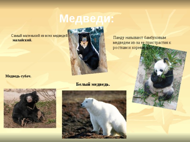Медведи:  Самый маленький из всех медведей – малайский.       Медведь-губач.  Панду называют бамбуковым медведем из-за ее пристрастия к росткам и корням бамбука. Белый медведь.  
