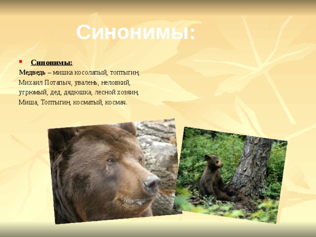 Синонимы: Синонимы: Медведь – мишка косолапый, топтыгин, Михаил Потапыч, увалень, неловкий, угрюмый, дед, дядюшка, лесной хозяин, Миша, Топтыгин, косматый, космач. 