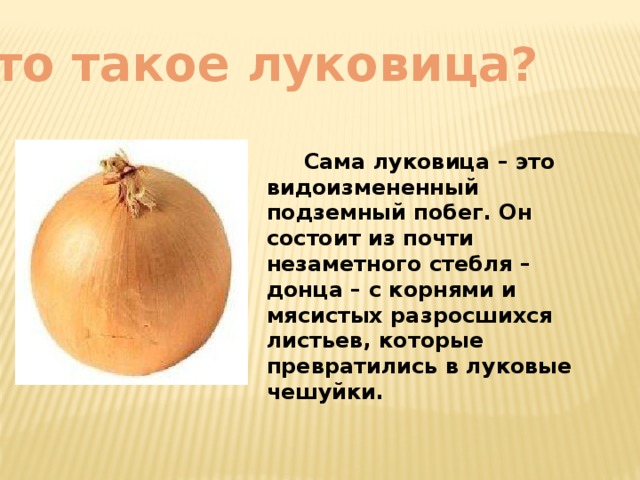 Части луковицы