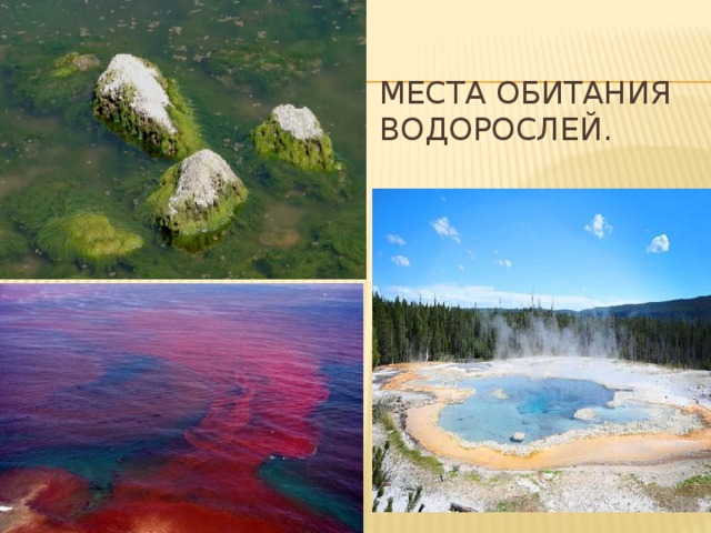 Обитания зеленых водорослей. Места обитания водорослей. Место обитания водоросле. Местообитание водорослей. Мксто обитание водоросле й.