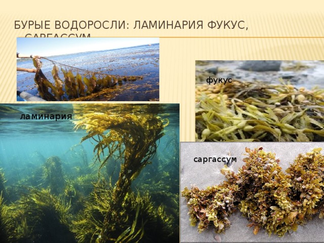 Список бурых водорослей. Бурые водоросли ламинария. Бурые водоросли фукус. Бурые водоросли саргассум.