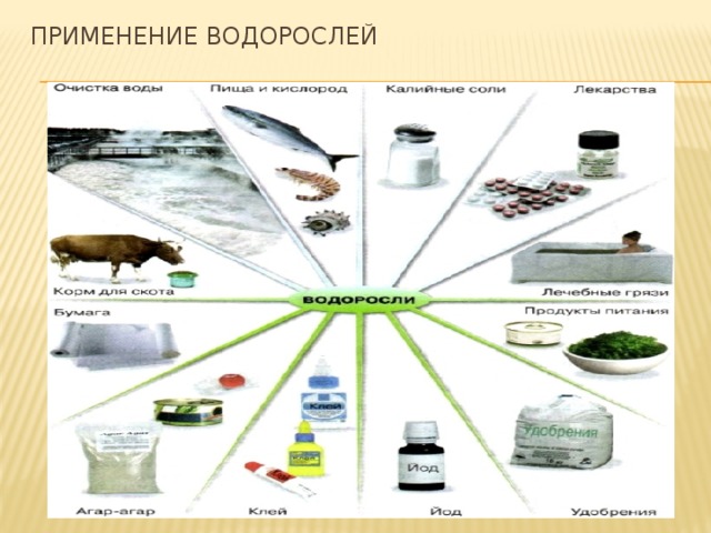 Создайте обобщенную схему значение и использование водорослей