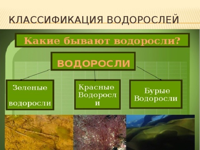 Классификация водорослей схема