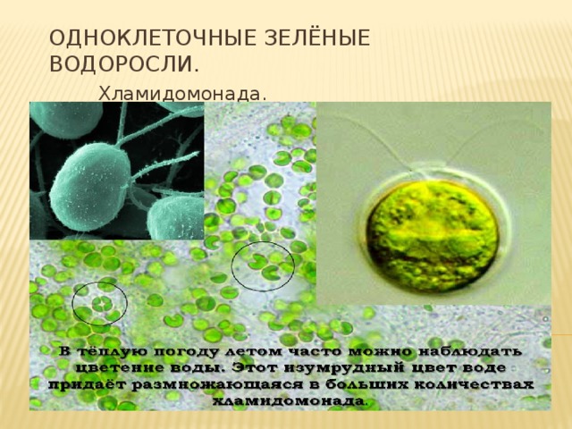 Сине зеленые водоросли презентация