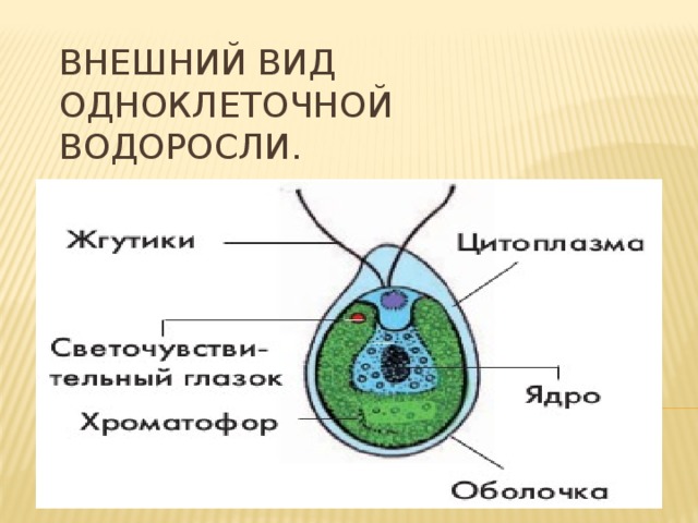 Водоросли жгутики. Одноклеточных жгутиковых водорослей. Функция жгутиков у одноклеточных водорослей. Виды жгутиков у водорослей. Одноклеточные водоросли функции ядра и оболочки.