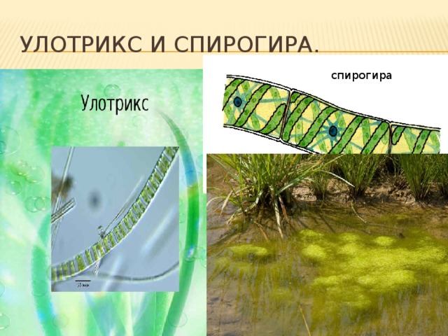 Улотрикс и спирогира