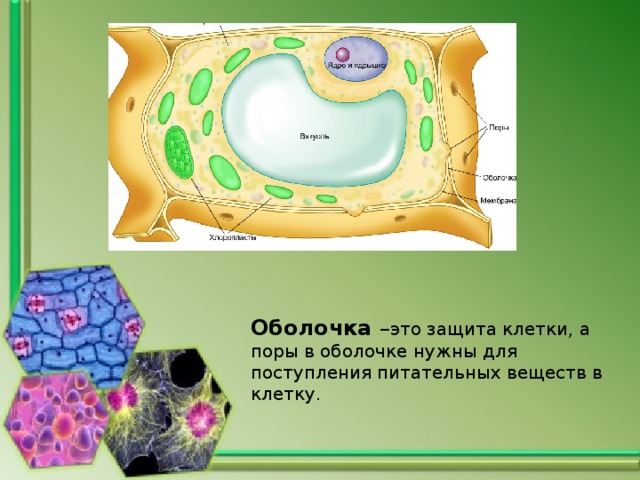 Оболочка – это защита клетки, а поры в оболочке нужны для поступления питательных веществ в клетку. 