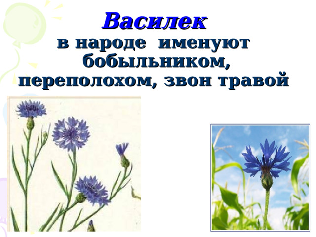    Василек  в народе именуют  бобыльником, переполохом, звон травой  