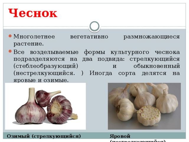 Как определить озимый чеснок от ярового фото Презентация к уроку на тему "Луковые овощные растения"