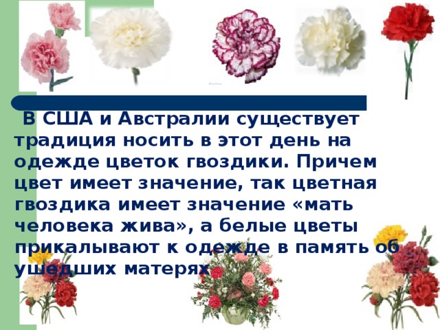 Белым бела значение. Гвоздика на одежде в день матери. Гвоздика в Австралии на день матери. День матери в США гвоздика. Белые и красные гвоздики на день матери.