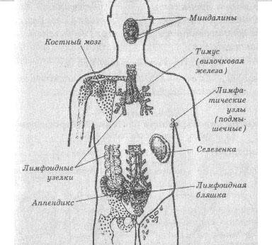 Схема демонстрирующая расположение центральных и периферических органов иммунитета