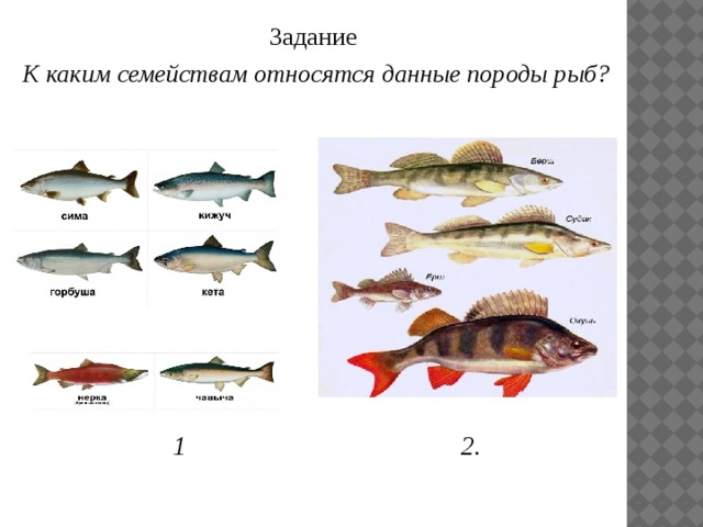 Рыба семейства тресковых 6