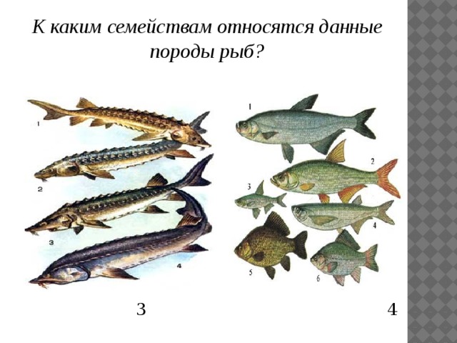 К каким семействам относятся данные породы рыб?  3 4 