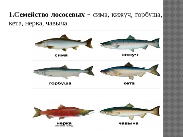Кета и кижуч отличие: сравнение и характеристика рыбных видов