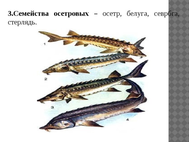 3.Семейства осетровых – осетр, белуга, севрбга, стерлядь. 